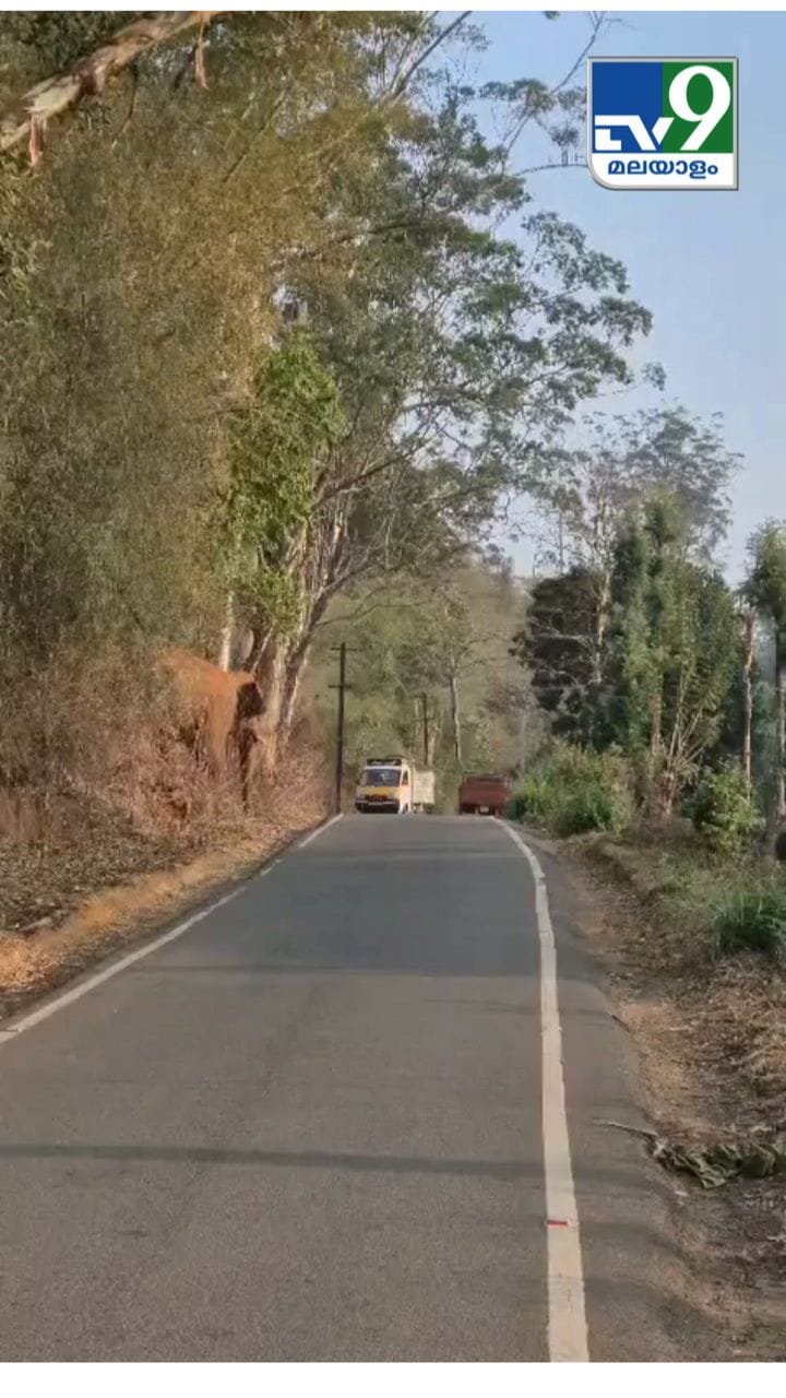 റോഡ് മുറിച്ച് കടക്കുന്നത് ആരാണെന്ന് കണ്ടോ? നിലഗിരിയിൽ നിന്നുള്ള കാഴ്ച