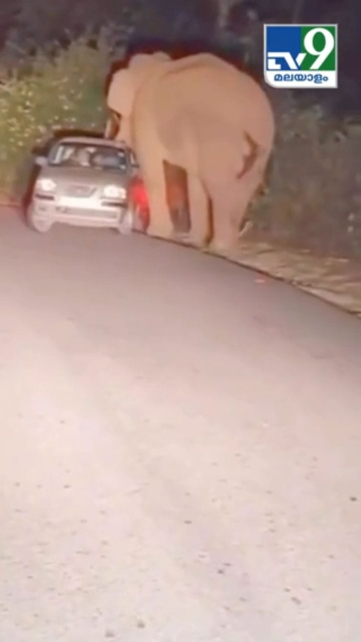 മൂന്നാറിൽ വീണ്ടും പടയപ്പ പ്രശ്നക്കാരനാകുന്നു