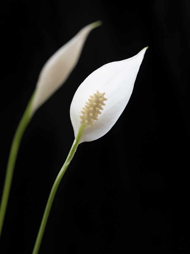 അടുക്കളയിൽ പീസ് ലില്ലി വച്ചിട്ടുണ്ടോ? ഇത് ശ്രദ്ധിക്കണം