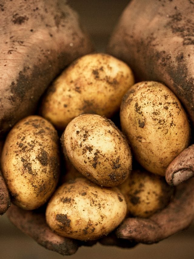 ഉരുളക്കിഴങ്ങിലും വ്യാജന്‍; കണ്ടെത്താന്‍ വഴിയുണ്ട്‌