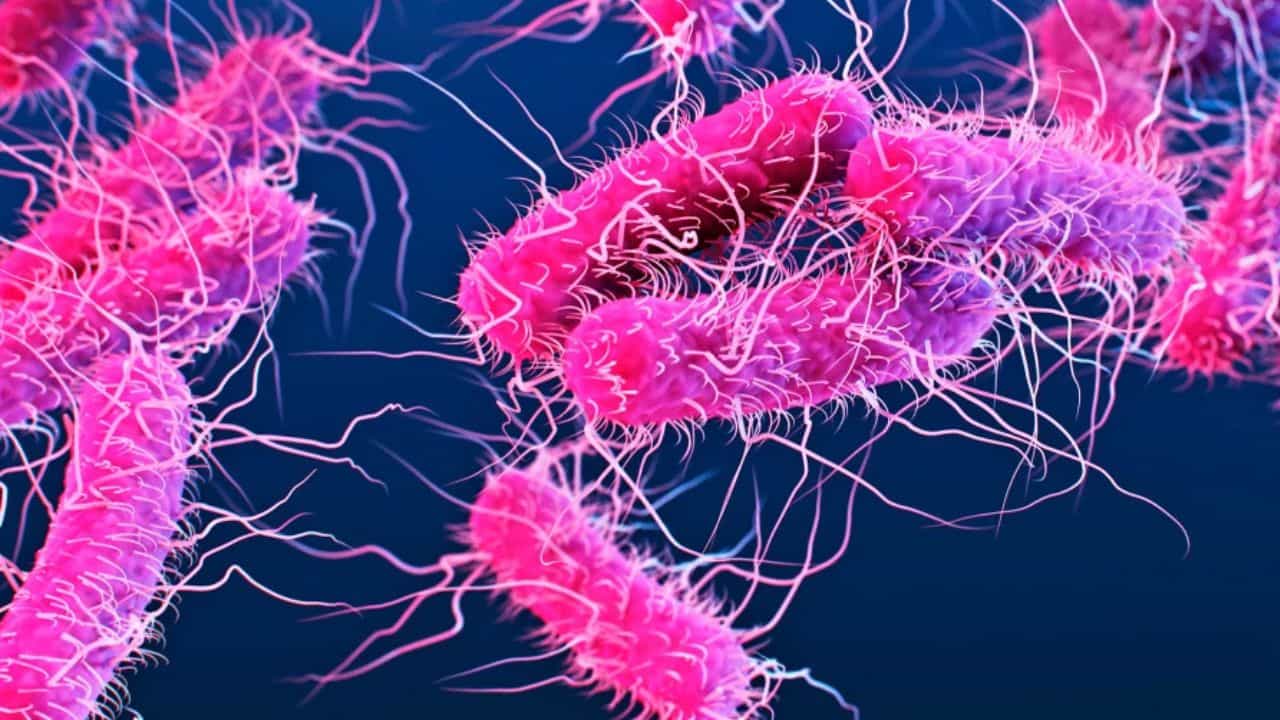 Kozhikode Shigella Outbreak: പെരുവയലിൽ ഷിഗല്ല ഭീതി; 51 പേർ നിരീക്ഷണത്തിൽ, ഒരാൾ ചികിത്സയിൽ, ഉറവിടം കണ്ടെത്താനായില്ല Kozhikode Shigella Outbreak: പെരുവയലിൽ ഷിഗല്ല ഭീതി; 51 പേർ നിരീക്ഷണത്തിൽ, ഒരാൾ ചികിത്സയിൽ, ഉറവിടം കണ്ടെത്താനായില്ല