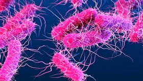 Kozhikode Shigella Outbreak: പെരുവയലിൽ ഷിഗല്ല ഭീതി; 51 പേർ നിരീക്ഷണത്തിൽ, ഒരാൾ ചികിത്സയിൽ, ഉറവിടം കണ്ടെത്താനായില്ല...