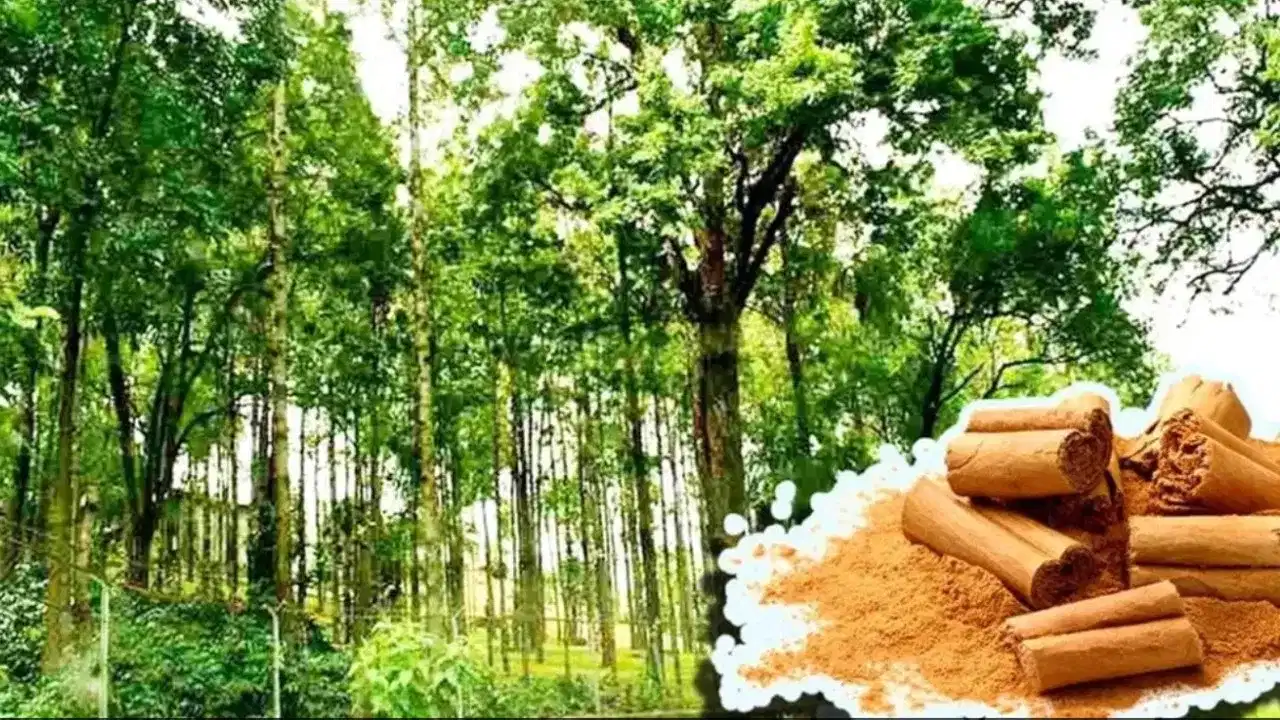 Sandalwood selling New Law: വീട്ടിൽ ചന്ദനമുണ്ടോ? ഇനി ഉടമയ്ക്ക് വെട്ടി വിൽക്കാം, പുതിയ നിയമം എത്തി...