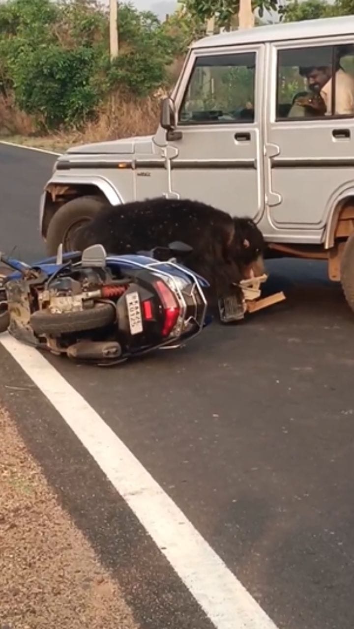 നടുറോഡിൽ കരടി, കടിച്ചത് പക്ഷെ