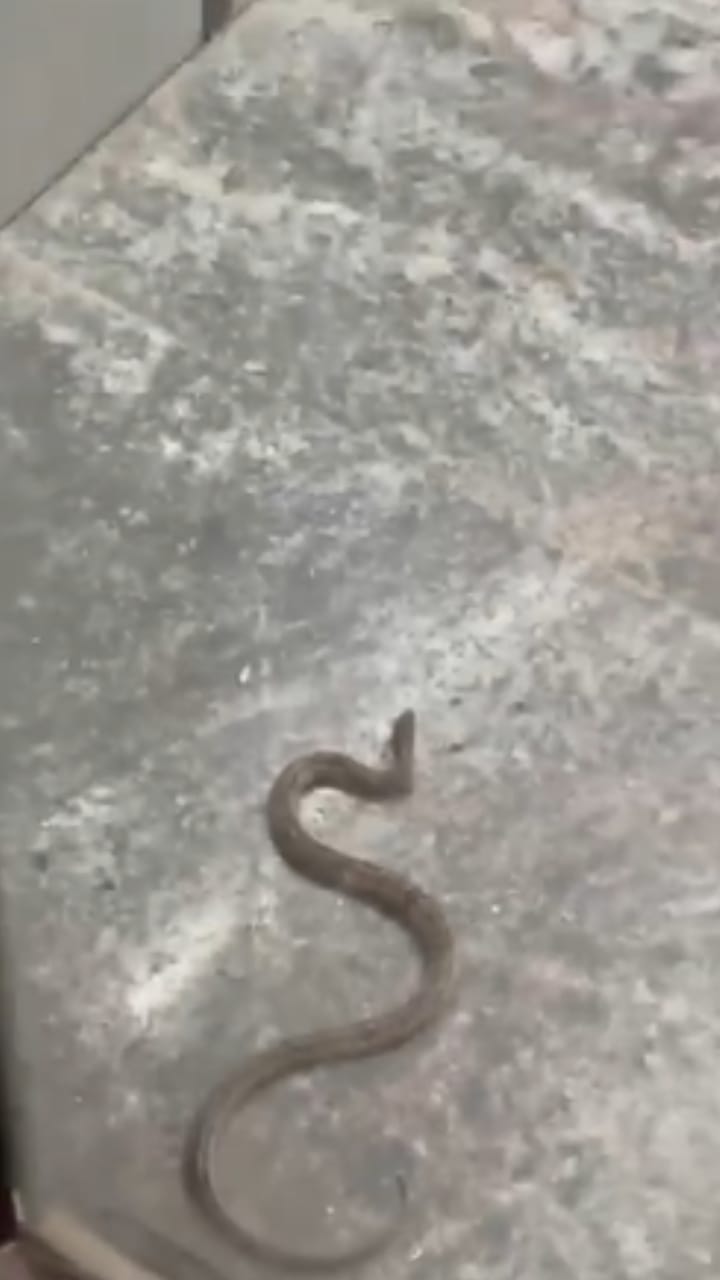 എടിഎമ്മിൽ കയറുന്നവർ സൂക്ഷിക്കണം, ഉള്ളിൽ പാമ്പ്