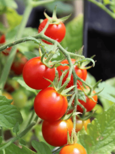 തക്കാളി കൃഷി എളുപ്പത്തിൽ ചെയ്യാം, ഇതൊന്ന് ശ്രദ്ധിച്ചാൽ മതി