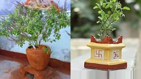 പണം പറന്നു പോകും! വീട്ടിൽ തുളസിച്ചെടി ഇവിടെയാണോ?