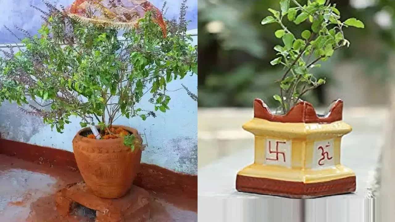 Tulsi Vastu Tips: പണം പറന്നു പോകും! വീട്ടിൽ തുളസിച്ചെടി ഇവിടെയാണോ?