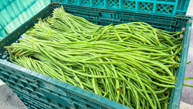 ചെലവ് കുറവ്, സിംപിളായി പയർ കൃഷി ചെയ്യാം; നല്ലൊരു വരുമാനവുമാകും!