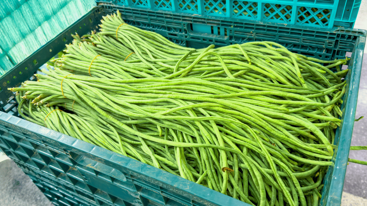 ചെലവ് കുറവ്, സിംപിളായി പയർ കൃഷി ചെയ്യാം; നല്ലൊരു വരുമാനവുമാകും!