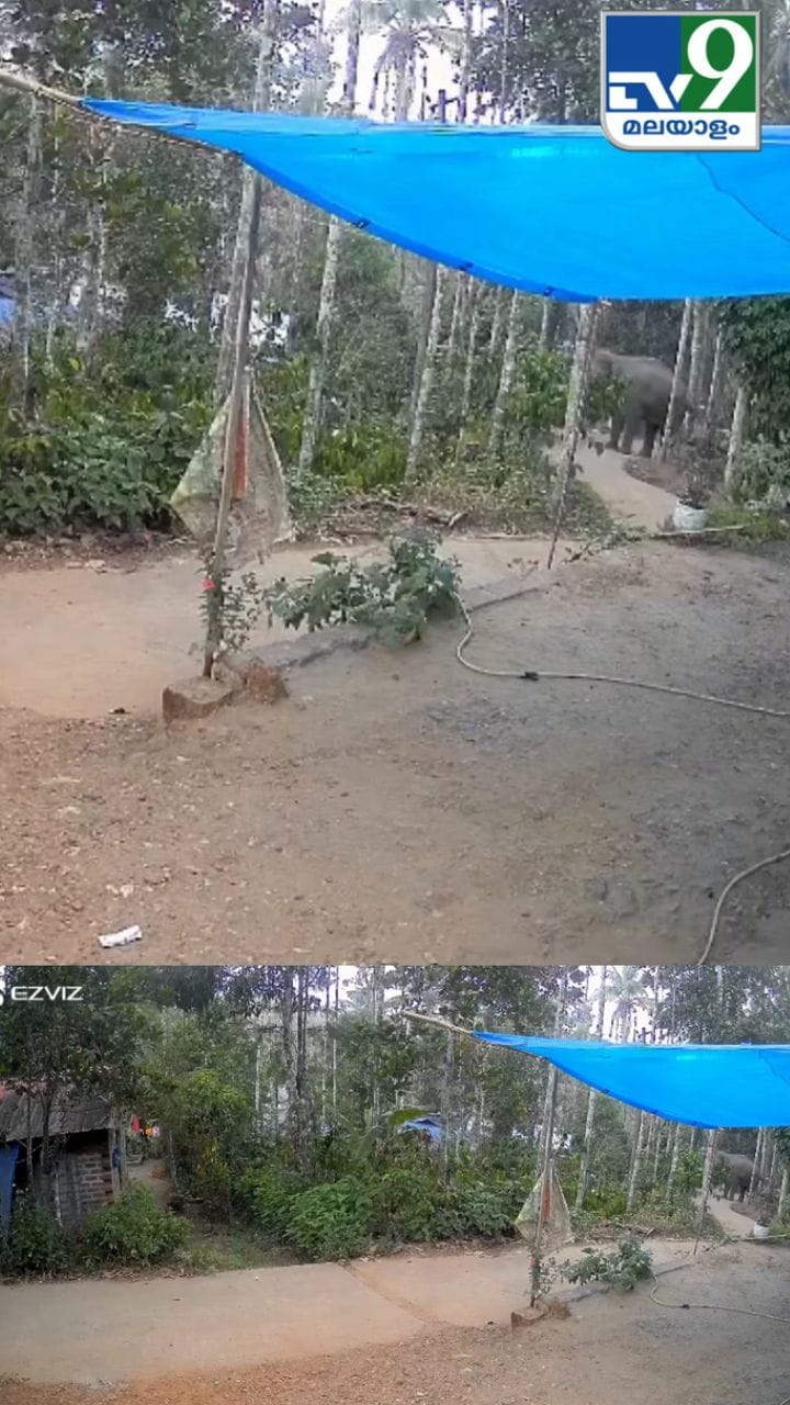 സുൽത്താൻ ബത്തേരി വകേരിയിൽ ഇറങ്ങിയ കാട്ടാന