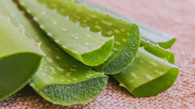 Aloe Vera: ഒരൊറ്റ ചെടി, ​ഗുണം പലത്; മുടി വളരാനും ചർമം തിളങ്ങാനും ഇതൊന്ന് മതി
