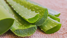 Aloe Vera: ഒരൊറ്റ ചെടി, ​ഗുണം പലത്; മുടി വളരാനും ചർമം തിളങ്ങാനും ഇതൊന്ന് മതി...