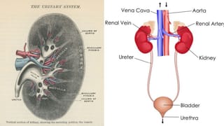 Kerala SSLC Exam 2026: എസ്എസ്എൽസി പരീക്ഷ ഇന്ന് അവസാനിക്കും; ഇനി റിസൾട്ടിനായി കാത്തിരിപ്പ്, ഏപ്രിൽ 16 മുതൽ മൂല്യനിർണ്ണയം