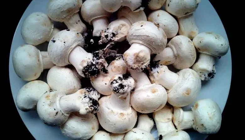 കൂണുകൾ പ്ലാസ്റ്റിക് കവറുകളിലോ എയർടൈറ്റ് പാത്രങ്ങളിലോ സൂക്ഷിക്കുന്നത് ഒഴിവാക്കുക. ഈർപ്പം തങ്ങിനിൽക്കുന്നത് കൂൺ നശിക്കാൻ കാരണമാകും. പകരം വായുസഞ്ചാരമുള്ള പേപ്പർ ബാഗുകളിലോ തുണിയിലോ പൊതിഞ്ഞ് ഫ്രിഡ്ജിൽ സൂക്ഷിക്കുന്നതാണ് ഉചിതം. 