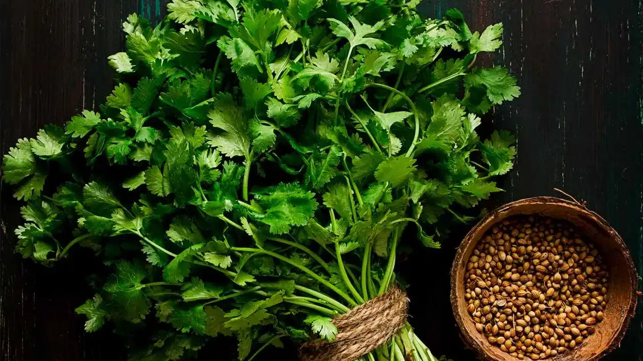 Coriander Leaf: സൗജന്യമായി കിട്ടിയിരുന്ന കാലം കഴിഞ്ഞു; 2025-ൽ ഇന്ത്യയിൽ ഏറ്റവും കൂടുതൽ ഓർഡർ ചെയ്യപ്പെട്ട താരം മല്ലിയില Coriander Leaf: സൗജന്യമായി കിട്ടിയിരുന്ന കാലം കഴിഞ്ഞു; 2025-ൽ ഇന്ത്യയിൽ ഏറ്റവും കൂടുതൽ ഓർഡർ ചെയ്യപ്പെട്ട താരം മല്ലിയില