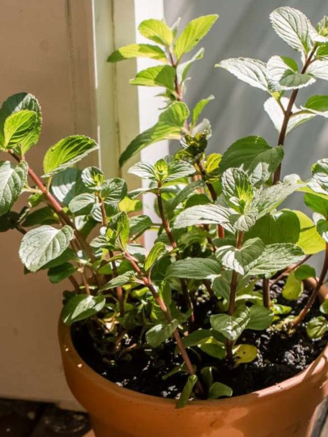 അടുക്കള ജനാലയിൽ പുതിനത്തോട്ടം; തഴച്ചു വളരാൻ ചെയ്യേണ്ടത്