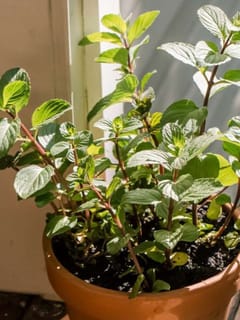 അടുക്കള ജനാലയിൽ പുതിനത്തോട്ടം; തഴച്ചു വളരാൻ ചെയ്യേണ്ടത്...