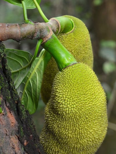 ചൂടുകാലത്ത് ചക്ക കഴിക്കാമോ?