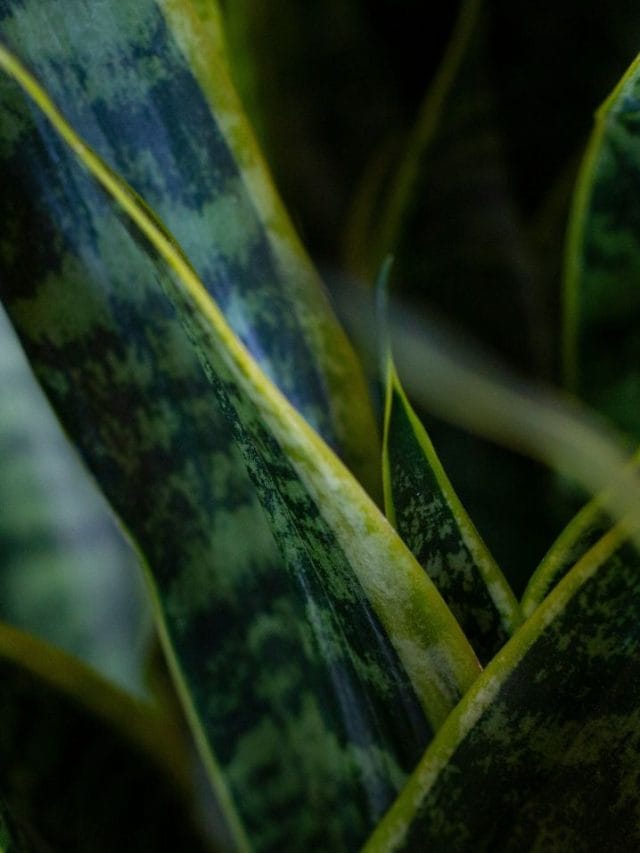 പാമ്പിനെപ്പോലെ വിഷമുള്ളതോ സ്നേക് പ്ലാന്റ് ?