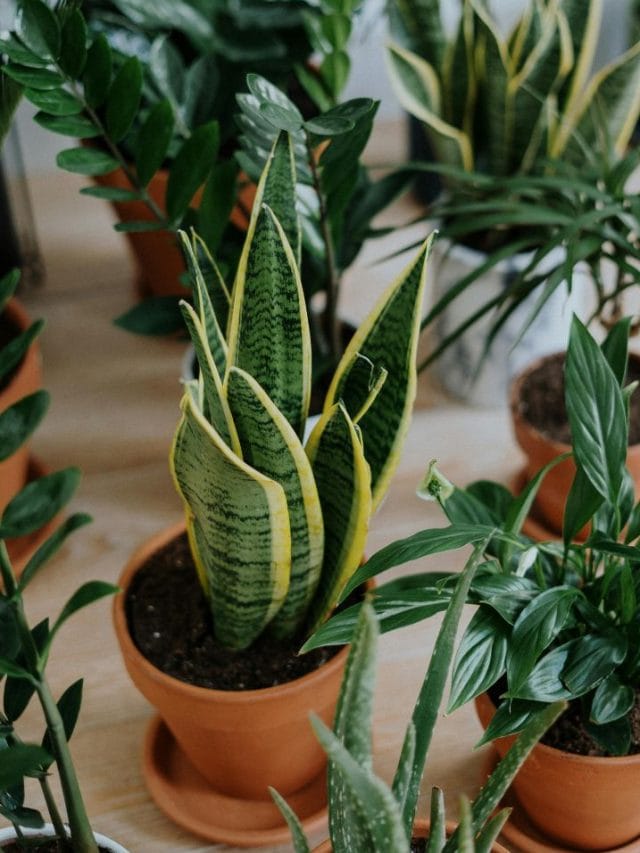 അടുക്കളയിൽ എല്ലാ ചെടിയും വേണ്ട! ഈ ഇൻഡോർ പ്ലാൻ്റുകൾ മാത്രം