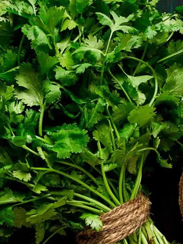 വിഷാംശങ്ങളെ പുറന്തള്ളാൻ മല്ലിയിലയോ