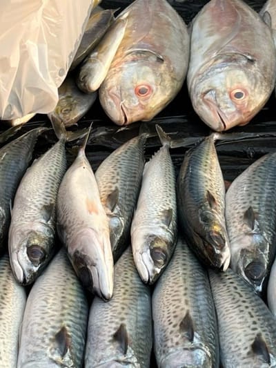 മീനും തൈരും ഒന്നിച്ചു കഴിക്കാമോ?