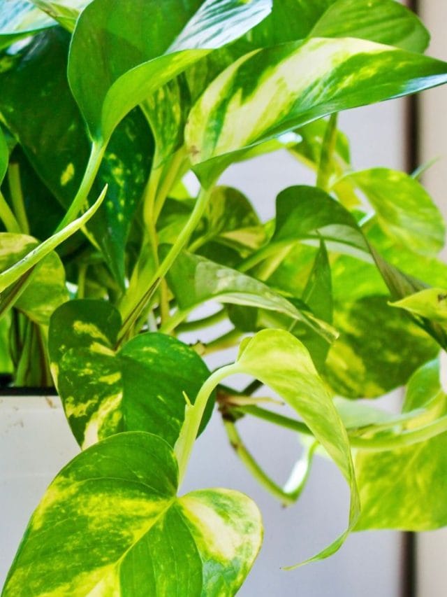 മണിപ്ലാൻ്റ് തഴച്ചു വളരാൻ കഞ്ഞിവെള്ളം! പരീക്ഷിക്കേണ്ടത് ഇങ്ങനെ