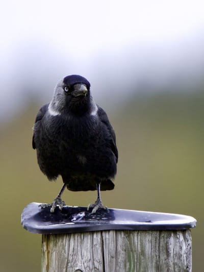 വീടിന്റെ ഈ ദിശയിൽ ഇരുന്ന് കാക്ക കരയാറുണ്ടോ? അവഗണിക്കരുത്