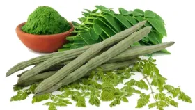 മുരിങ്ങയ്ക്ക വെറും കറിയല്ല, ഔഷധക്കൂട്ടാണ്! ഗുണങ്ങളും ദോഷങ്ങളും