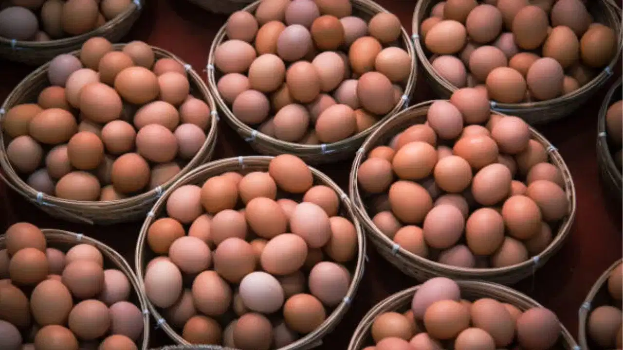 Egg Expoert At Gulf War: പഴവും പച്ചക്കറിയും മാത്രമല്ല യുദ്ധത്തിൽ തട്ടിപ്പൊട്ടിയത് മുട്ടവിപണിയും, ഒരു ദിവസത്തെ നഷ്ടം മാത്രം കോടികൾ