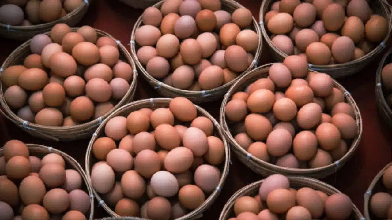 Egg Expoert At Gulf War: പഴവും പച്ചക്കറിയും മാത്രമല്ല യുദ്ധത്തിൽ തട്ടിപ്പൊട്ടിയത് മുട്ടവിപണിയും, ഒരു ദിവസത്തെ നഷ്ടം മാത്രം കോടികൾ