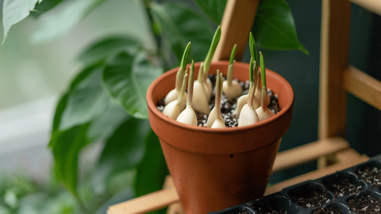 Garlic Cultivation: വെളുത്തുള്ളി കൃഷി ലാഭത്തിൽ ചെയ്യാം, സ്ഥലവും സമയവും കുറച്ച് മതി
