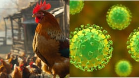 ഷിഗല്ല ഉറവിടം എവിടെ? കോഴിക്കോടിന് ഇരട്ട ജാ​ഗ്രത കൂടെ പക്ഷിപ്പനി