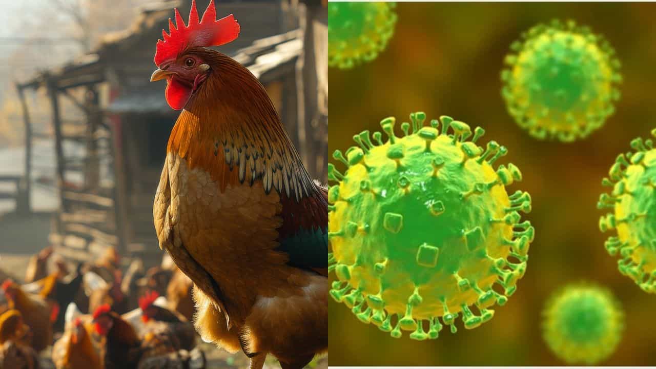 Shigella outbreak: ഷിഗല്ല ഉറവിടം എവിടെ?  കോഴിക്കോടിന് ഇരട്ട ജാ​ഗ്രത;  കൂടെ പക്ഷിപ്പനിയും