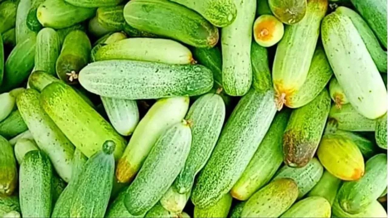 ആയുർവേദ ഗുണങ്ങളാൽ സമ്പന്നമായ വെള്ളരിക്ക പല രോഗങ്ങൾക്കുമുള്ള ഉത്തമ ഔഷധം കൂടിയാണ്. വിറ്റാമിൻ സി, ബി1, ബി2, പ്രോട്ടീൻ, ഇരുമ്പ്, പൊട്ടാസ്യം, കാൽസ്യം തുടങ്ങിയ പോഷകങ്ങളുടെ കലവറയാണിത്. വെള്ളരിക്കയിലടങ്ങിയിരിക്കുന്ന കുക്കുർബിറ്റൻസ് എന്ന ഘടകത്തിന് ക്യാൻസർ കോശങ്ങളുടെ വളർച്ചയെ പ്രതിരോധിക്കാൻ ശേഷിയുണ്ടെന്ന് പഠനങ്ങൾ തെളിയിക്കുന്നു.