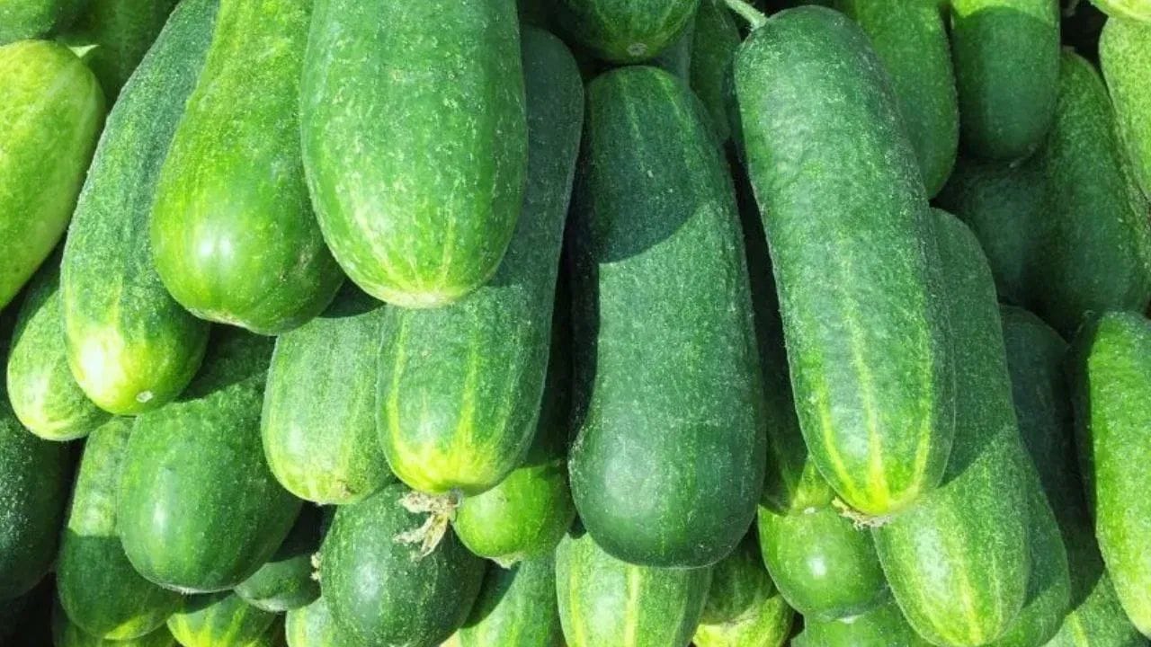 വെള്ളരിക്കയുടെ ഇലയും ജീരകവും കൂടി വറുത്തു പൊടിച്ച് തേനിൽ ചാലിച്ചു കഴിക്കുന്നത് തൊണ്ട സംബന്ധമായ അസുഖങ്ങൾക്ക് ആശ്വാസമേകും. ചർമ്മത്തിലെ ചുളിവുകളും പാടുകളും നീക്കി തിളക്കം നൽകാൻ വെള്ളരിക്ക അരച്ച് പുരട്ടുന്നത് നല്ലതാണ്.