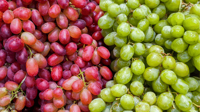 Grapes: പച്ചയോ ചുവപ്പോ, മുന്തിരിയിൽ കേമനാര്? ഗുണങ്ങൾ ഇങ്ങനെ Grapes: പച്ചയോ ചുവപ്പോ, മുന്തിരിയിൽ കേമനാര്? ഗുണങ്ങൾ ഇങ്ങനെ
