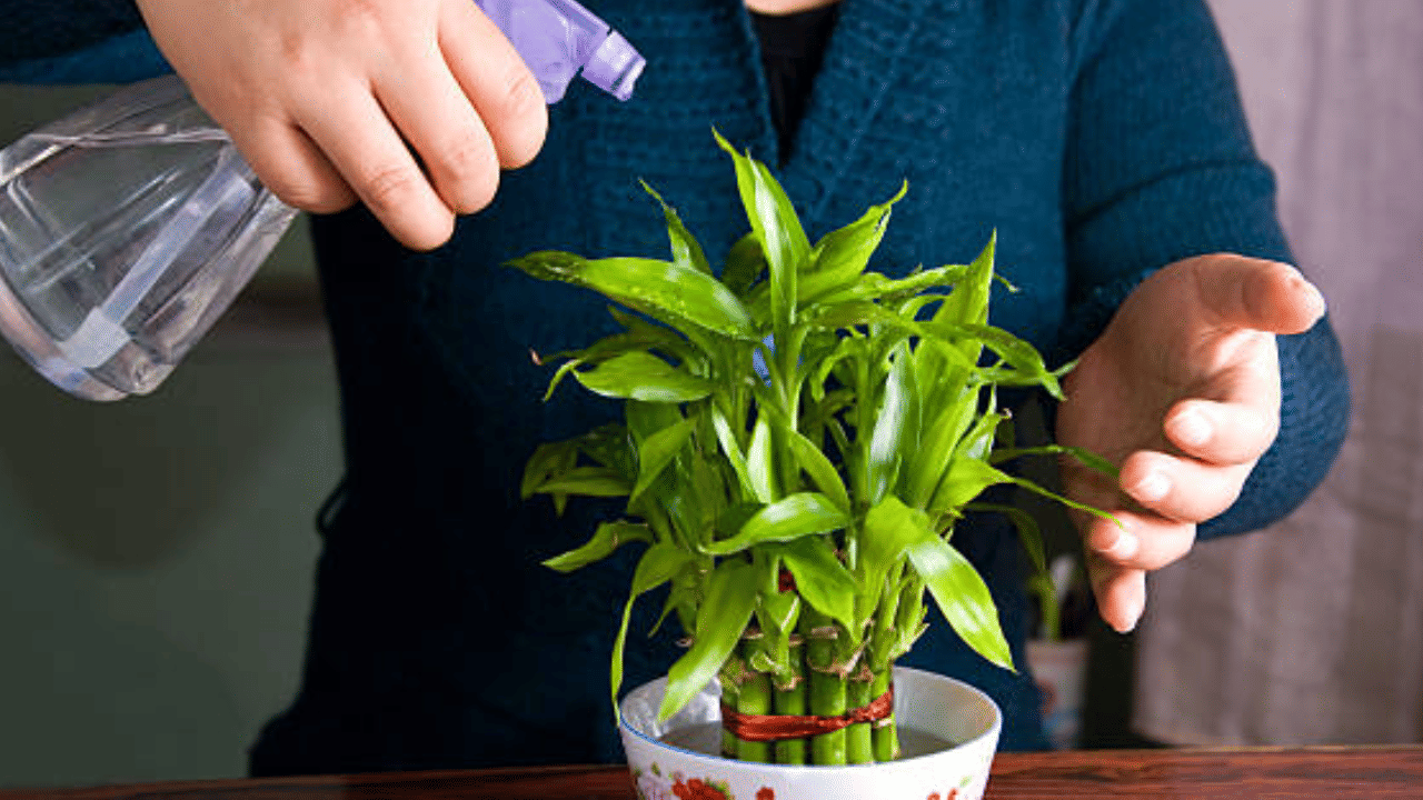 Lucky Bamboo: ഭാ​ഗ്യം മാത്രമല്ല, പണവും തരും; ലക്കി ബാംബൂ കൃഷി അടിപൊളി ബിസിനസ് ആണേ