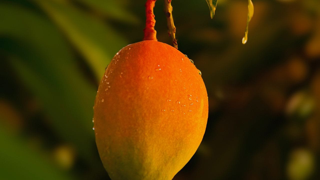 ഇതിലേക്ക് നാരങ്ങാനീര് ചേർത്ത് വീണ്ടും 10 മിനിറ്റ് ഇളംതീയിൽ ഇളക്കുക. നാരങ്ങാനീര് എല്ലാ ഭാഗത്തും എത്തിയെന്ന് ഉറപ്പുവരുത്തണം. നന്നായി തണുത്ത ശേഷം വായു കടക്കാത്ത ഗ്ലാസ് ബോട്ടിലിലാക്കി സൂക്ഷിച്ചുവെക്കാം.