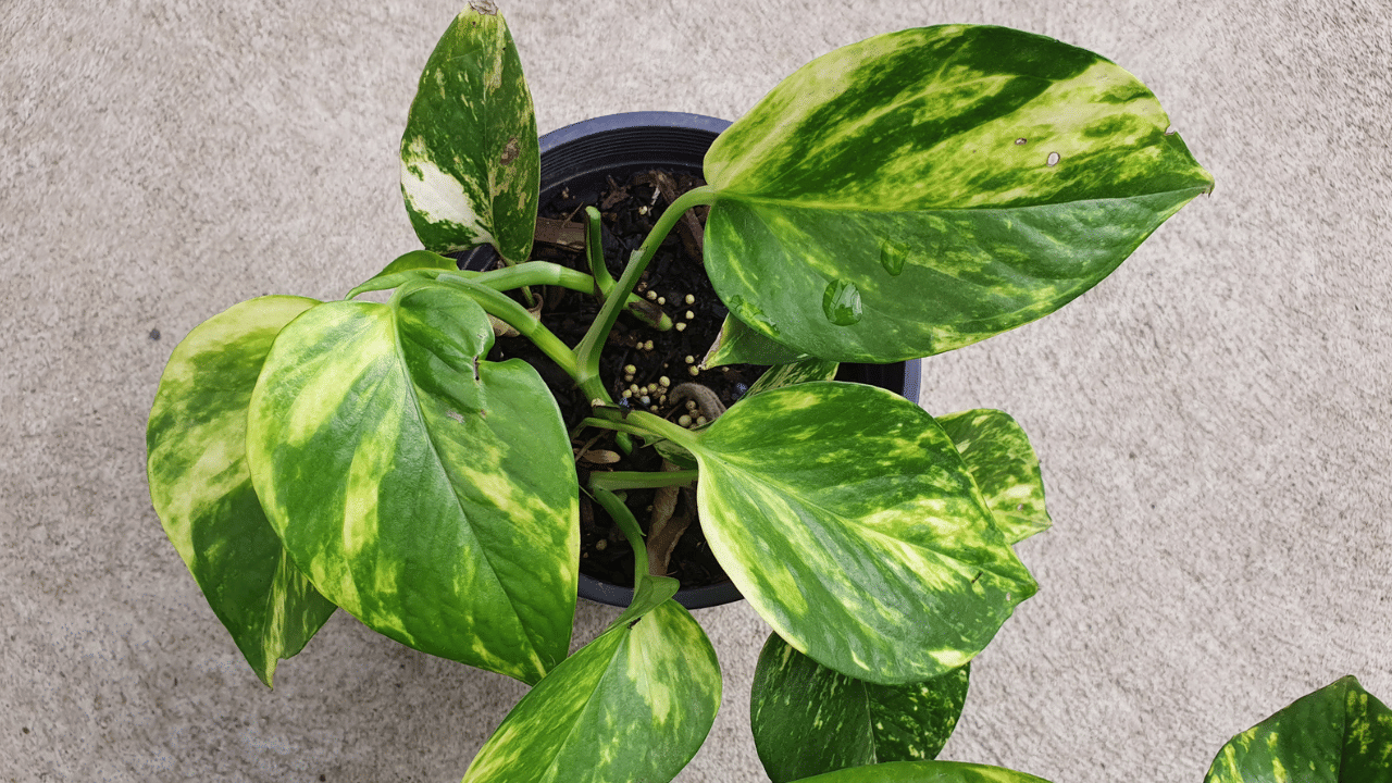 കൂടാതെ, വാസ്തു ശാസ്ത്രവും ഫെങ്‌ഷൂയിയും പ്രകാരം വീട്ടിൽ പോസിറ്റീവ് ഊർജ്ജം നിറയ്ക്കാനും നെഗറ്റീവ് എനർജി അകറ്റാനും ഈ ചെടി സഹായിക്കുന്നു. വീടിനുള്ളിലെ പച്ചപ്പ്‌ കാഴ്ചയ്ക്ക് കുളിർമ നൽകുന്നതിനൊപ്പം മാനസികമായ ഉന്മേഷം നൽകാനും സ്ട്രെസ് കുറയ്ക്കാനും സഹായിക്കും.
