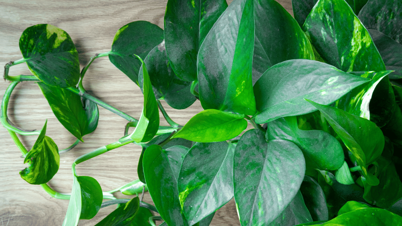 ഇവയ്ക്ക് ധാരാളം ​ഗുണങ്ങളുണ്ട്. അന്തരീക്ഷത്തിലെ ബെൻസീൻ, ഫോർമാൽഡിഹൈഡ്, കാർബൺ മോണോക്സൈഡ് തുടങ്ങിയ വിഷവാതകങ്ങളെ ആഗിരണം ചെയ്ത് വായു ശുദ്ധീകരിക്കാൻ മണിപ്ലാന്റിന് പ്രത്യേക കഴിവുണ്ട്.
