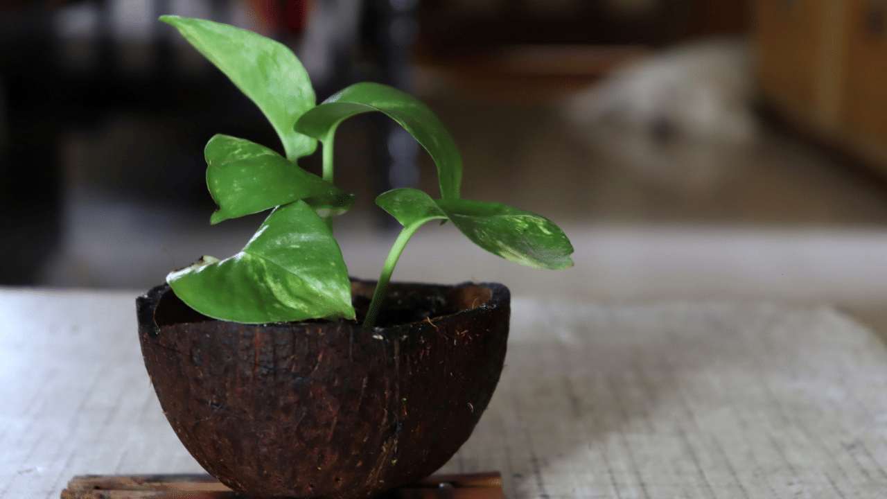 മണിപ്ലാന്റ് വളർത്തിയാൽ സമ്പത്ത് വർദ്ധിക്കുമെന്ന് പറയാറുണ്ട്. ഫെങ്ഷൂയി വിശ്വാസപ്രകാരം വളരെയധികം പ്രാധാന്യം നൽകുന്ന സസ്യമാണിത്. ഭാഗ്യവും സമ്പത്തും കൊണ്ടുവരുന്ന ചെടിയായത് കൊണ്ടാണ് ഇതിന് മണിപ്ലാന്റ് എന്ന് പേര് വന്നതെന്നാണ് പറയപ്പെടുന്നത്. 
