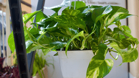 Indoor Plants: മണിപ്ലാന്റ് സമ്പത്ത് വർദ്ധിപ്പിക്കുമോ? ഇൻഡോ‍ർ പ്ലാന്റ് വളർത്തുമ്പോൾ ഇക്കാര്യങ്ങൾ ശ്രദ്ധിച്ചോണേ