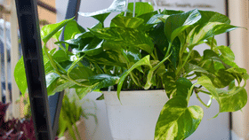 Indoor Plants: മണിപ്ലാന്റ് സമ്പത്ത് വർദ്ധിപ്പിക്കുമോ? ഇൻഡോ‍ർ പ്ലാന്റ് വളർത്തുമ്പോൾ ഇക്കാര്യങ്ങൾ ശ്രദ്ധിച്ചോണേ...