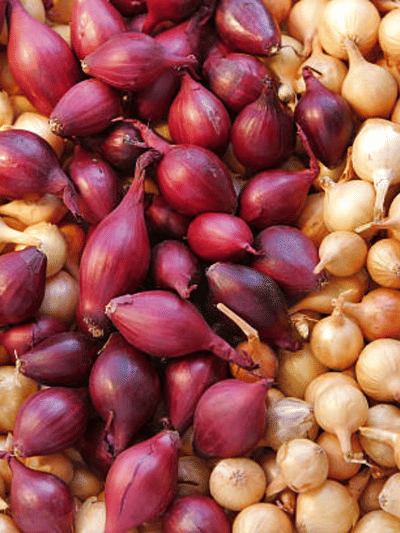 അടുക്കളത്തോട്ടത്തിൽ ഉള്ളി കൃഷി ചെയ്താലോ, അറിയേണ്ടതെല്ലാം