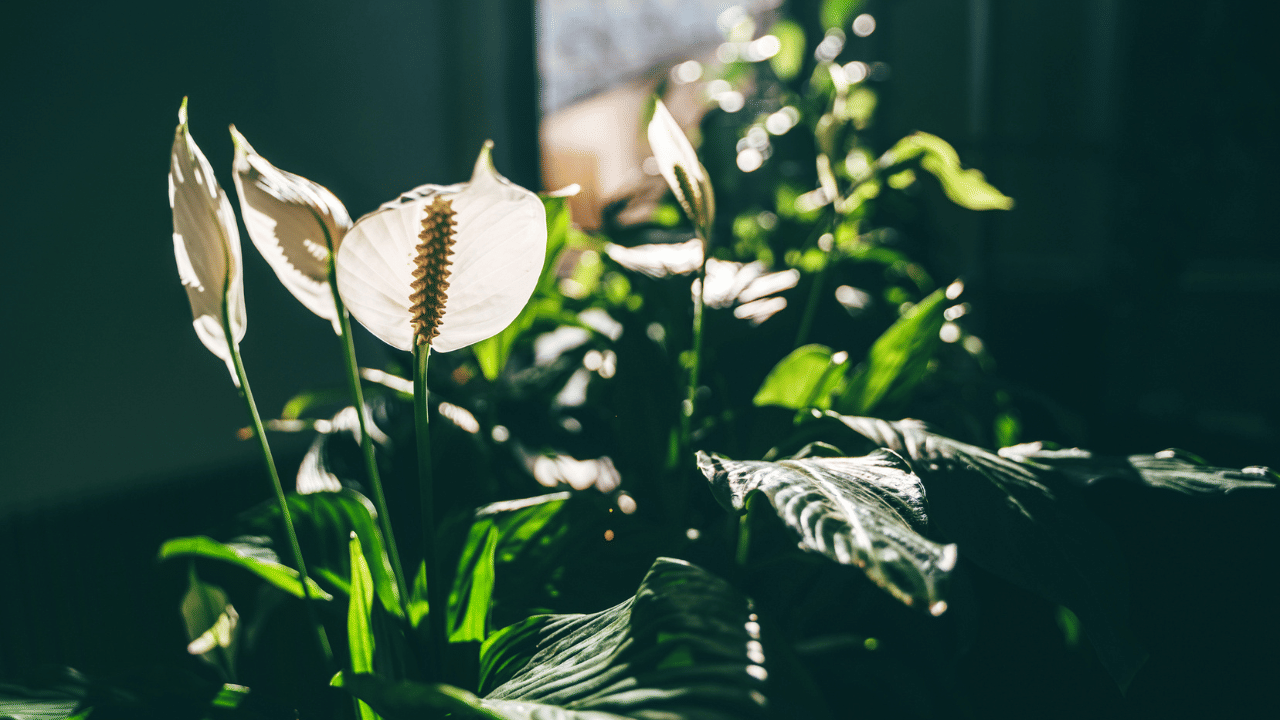 പൈപ്പുകളിൽ വരുന്ന ക്ലോറിൻ കലർന്ന വെള്ളം നേരിട്ട് പീസ് ലില്ലിക്ക് ഒഴിക്കരുത്. ഇതിലെ രാസവസ്തുക്കൾ ചെടി നശിച്ചുപോകാൻ കാരണമാകും. വെള്ളം ഒരു പാത്രത്തിൽ കുറച്ചുനേരം തുറന്നുവെച്ച് അതിലെ ക്ലോറിൻ അംശം പോയതിനുശേഷം ചെടിക്ക് ഒഴിക്കാം.
