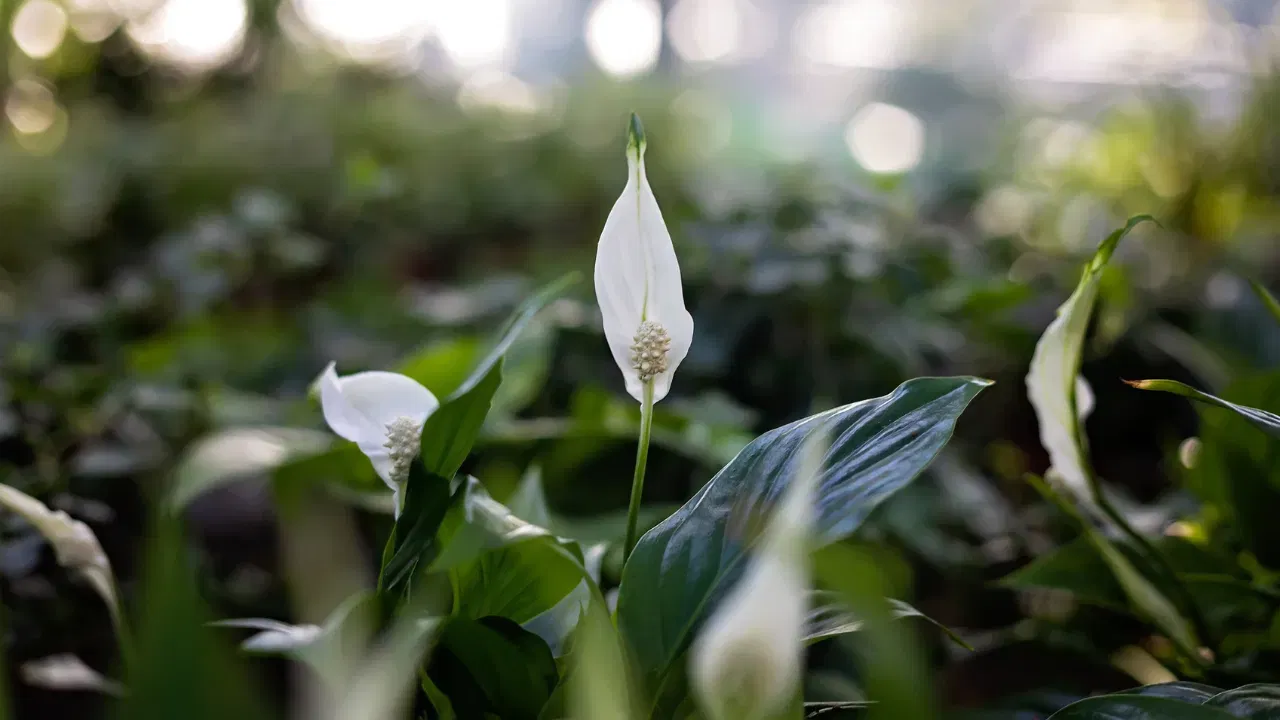 വായുവിലെ വിഷാംശങ്ങളെ നീക്കം ചെയ്യാൻ കഴിവുള്ള സ്പൈഡർ പ്ലാന്റ്, അടുക്കളയിലെ ഷെൽഫുകളിലോ ഹാംഗിംഗ് പോട്ടുകളിലോ വളർത്താൻ അനുയോജ്യമാണ്. മനോഹരമായ വെളുത്ത പൂക്കളുണ്ടാകുന്ന പീസ് ലില്ലി  അടുക്കളയ്ക്ക് ഒരു പ്രത്യേക ലുക്ക് നൽകും. ഈർപ്പമുള്ള അന്തരീക്ഷം ഇഷ്ടപ്പെടുന്ന ഒന്നാണിത്.