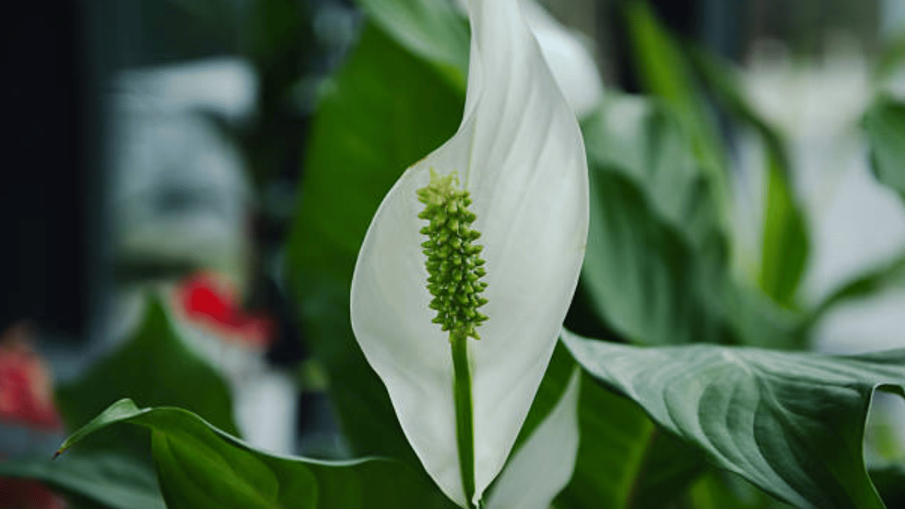 പീസ് ലില്ലിക്കും വളരാൻ ആവശ്യത്തിന് വെള്ളം ആവശ്യമാണ്. വെള്ളം കുറയുമ്പോൾ ചെടിയുടെ ഇലകൾ മഞ്ഞനിറമാകാനും വാടിപ്പോകാനും തുടങ്ങും. അതിനാൽ മണ്ണിലെ ഈർപ്പം പരിശോധിച്ചു കൃത്യസമയത്ത് നനയ്ക്കാൻ ശ്രദ്ധിക്കുക.
