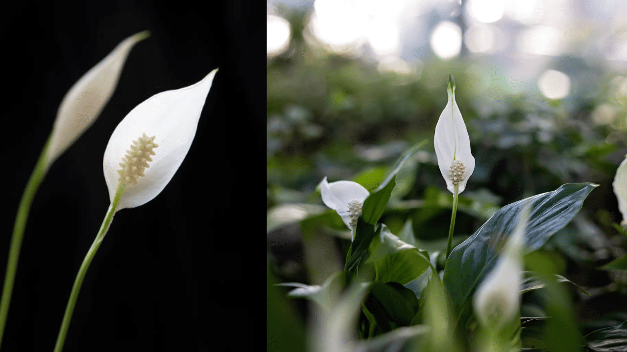 പീസ് ലില്ലിക്ക് അമിതമായി വളം നൽകുന്നത് ഒഴിവാക്കണം. ഇത് ചെടിയുടെ ആരോഗ്യത്തെ ബാധിക്കുകയും ഇലകൾ കരിഞ്ഞുപോകാൻ കാരണമാവുകയും ചെയ്യും. (Image Credit: Getty Images)
